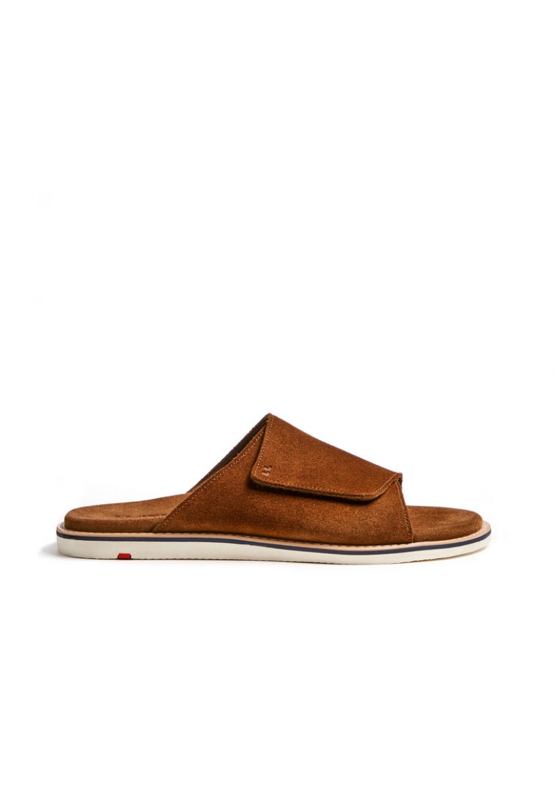 LLOYD ELIOS Brown | PZY052891